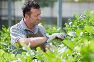 Ausbildung Gärtner/in azubister